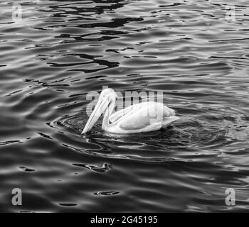 Pelican flottant sur l'eau dans le lac en noir et blanc Banque D'Images