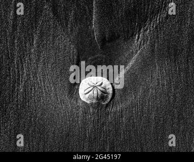 Dollar de sable (Clypeasteroida) sur la plage en noir et blanc Banque D'Images
