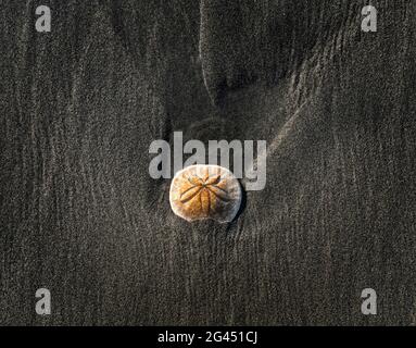 Dollar de sable (Clypeasteroida) sur la plage dans le sable Banque D'Images