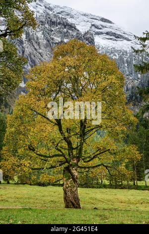 Érable sycamore dans les feuilles d'automne, Wankerfleck, Alpes d'Ammergau, montagnes d'Ammer, Souabe, Bavière, Allemagne Banque D'Images