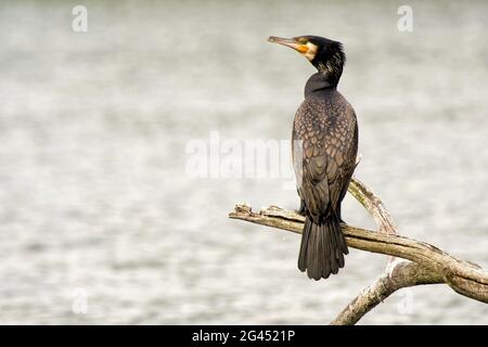 Grand cormorant assis sur une branche Banque D'Images