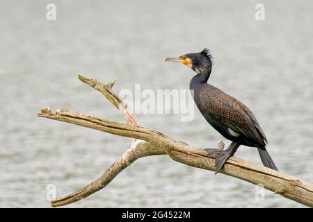 Grand cormorant assis sur une branche Banque D'Images