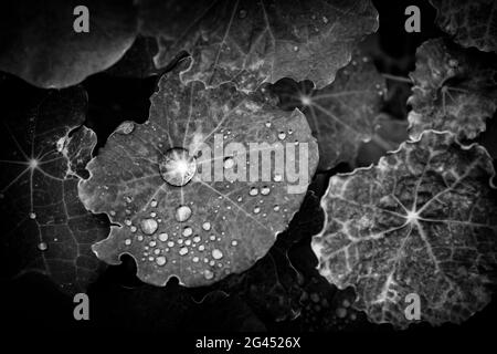 Feuille de Naturtium avec gouttes de rosée en noir et blanc Banque D'Images