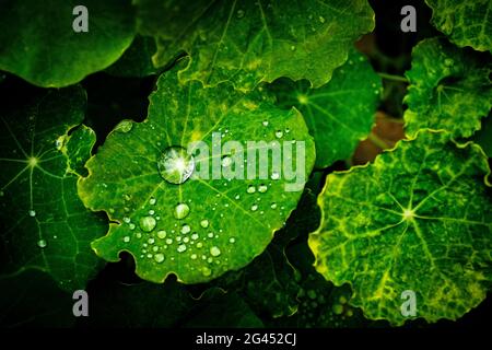 Feuille de Naturtium verte avec gouttes de rosée Banque D'Images