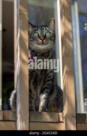 Gros plan portrait d'un chat tabby rayé gris qui se trouve à travers une rambarde de de terrasse en bois de cèdre, sous la lumière du soleil Banque D'Images