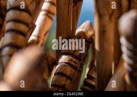 Détail des bâtons de marche en préparation pour une randonnée dans la jungle jusqu'à la passerelle de la canopée, parc national de la forêt de Nyungwe, province de l'Ouest, Rwanda, A Banque D'Images
