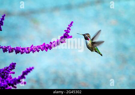 Un colibri planant près des fleurs violettes Banque D'Images