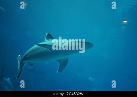 Un requin nageur à l'intérieur de l'aquarium marin Banque D'Images