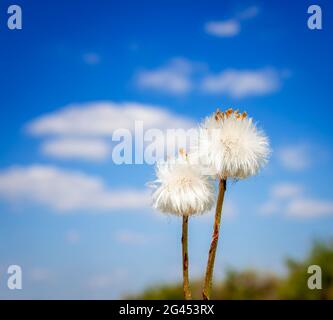 Pissenlits fleuris sur fond bleu Banque D'Images