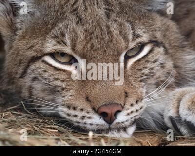 Lynx regarde avec les yeux prédateurs de l'abri Banque D'Images