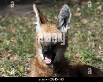 Loup à la manne rouge dans le portrait d'animal captif Banque D'Images