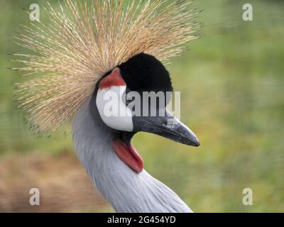 Magnifique oiseau, gris Couronné Crane avec oeil bleu et eau rouge Banque D'Images