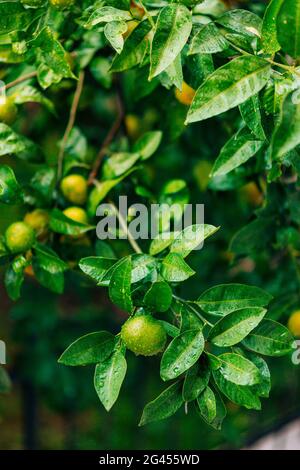 Mûrir sur l'arbre une mandarine. Mandarins monténégrins. Hai Banque D'Images