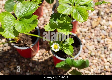 Plants de fraise dans de petits pots prêts pour la transplantation. Sur fond de gravier Banque D'Images