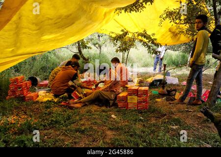 Srinagar, Inde. 17 juin 2021. 17 juin 2021 : les travailleurs cachemiriens embalent des cerises dans un jardin situé à la périphérie de Srinagar, en Inde, administrant le Cachemire le 17 juin 2021. Les travailleurs des jardins travaillent comme des Paris quotidiens et à leurs services coûtent 500 INR (6.73 USD) par jour. Crédit: Muzamil Mattoo/IMAGESLIVE/ZUMA Wire/Alay Live News crédit: ZUMA Press, Inc./Alay Live News Banque D'Images