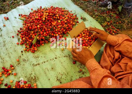 Srinagar, Inde. 17 juin 2021. 17 juin 2021 : les travailleurs cachemiriens embalent des cerises dans un jardin situé à la périphérie de Srinagar, en Inde, administrant le Cachemire le 17 juin 2021. Les travailleurs des jardins travaillent comme des Paris quotidiens et à leurs services coûtent 500 INR (6.73 USD) par jour. Crédit: Muzamil Mattoo/IMAGESLIVE/ZUMA Wire/Alay Live News crédit: ZUMA Press, Inc./Alay Live News Banque D'Images