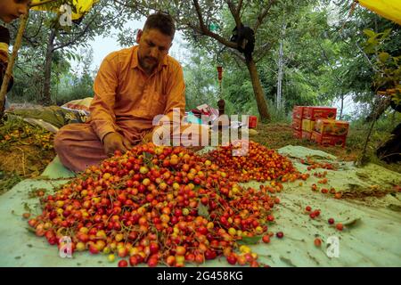 Srinagar, Inde. 17 juin 2021. 17 juin 2021 : les travailleurs cachemiriens sélectionnent et embalent des cerises dans un jardin situé à la périphérie de Srinagar, dans le Cachemire administré par l'Inde, le 17 juin 2021. Les travailleurs des jardins travaillent comme des Paris quotidiens et à leurs services coûtent 500 INR (6.73 USD) par jour. Crédit: Muzamil Mattoo/IMAGESLIVE/ZUMA Wire/Alay Live News crédit: ZUMA Press, Inc./Alay Live News Banque D'Images