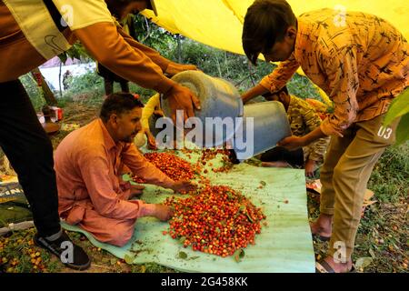 Srinagar, Inde. 17 juin 2021. 17 juin 2021 : les travailleurs cachemiriens sélectionnent et embalent des cerises dans un jardin situé à la périphérie de Srinagar, dans le Cachemire administré par l'Inde, le 17 juin 2021. Les travailleurs des jardins travaillent comme des Paris quotidiens et à leurs services coûtent 500 INR (6.73 USD) par jour. Crédit: Muzamil Mattoo/IMAGESLIVE/ZUMA Wire/Alay Live News crédit: ZUMA Press, Inc./Alay Live News Banque D'Images