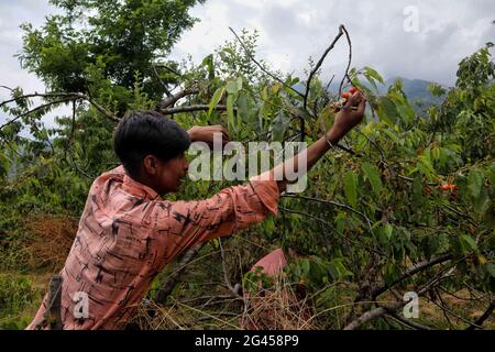 Srinagar, Inde. 17 juin 2021. 17 juin 2021 : un garçon cachemiri plânait des cerises dans un jardin à la périphérie de Srinagar, en Inde, administrait le Cachemire le 17 juin 2021. Les travailleurs des jardins travaillent comme des Paris quotidiens et à leurs services coûtent 500 INR (6.73 USD) par jour. Crédit: Muzamil Mattoo/IMAGESLIVE/ZUMA Wire/Alay Live News crédit: ZUMA Press, Inc./Alay Live News Banque D'Images