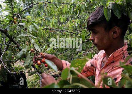 Srinagar, Inde. 17 juin 2021. 17 juin 2021 : un garçon cachemiri plânait des cerises dans un jardin à la périphérie de Srinagar, en Inde, administrait le Cachemire le 17 juin 2021. Les travailleurs des jardins travaillent comme des Paris quotidiens et à leurs services coûtent 500 INR (6.73 USD) par jour. Crédit: Muzamil Mattoo/IMAGESLIVE/ZUMA Wire/Alay Live News crédit: ZUMA Press, Inc./Alay Live News Banque D'Images