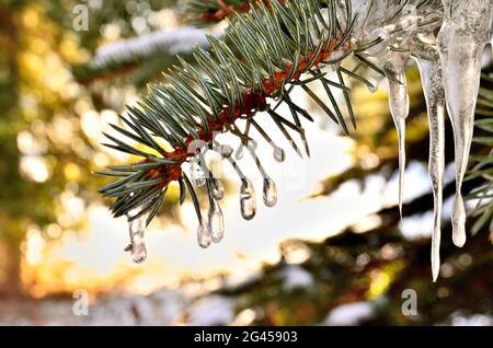 Une petite goutte comme Icicles sur la branche verte de Pine Tree pendant l'hiver en Transylvanie Banque D'Images