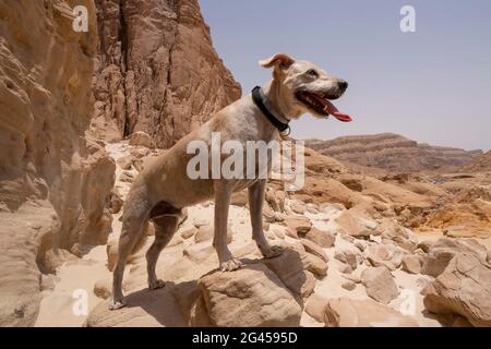 Un chien domestique qui regarde la vue dans le parc de la vallée de Timna, le désert de Negev, au sud d'Israël. Banque D'Images