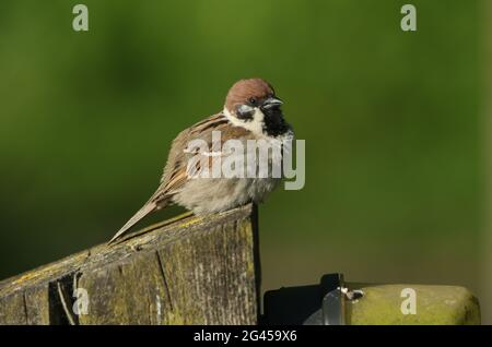 Un rare Bruant d'arbres, Passer montanus, perçant sur un poteau de clôture en bois. Il bénéficie du soleil le matin. Banque D'Images