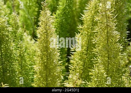 fougère d'asperges, asperge de panache, asperge densiflorus Banque D'Images