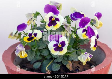 Une plante pleine de belles pansies de jardin pourpres blanc et jaune (Viola tricolor) fleurs sur le jardin de terrasse. Banque D'Images