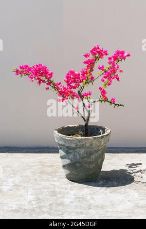 Une belle bougainvillea (fleur de papier rose) la plus belle vigne sur terrasse jardin Banque D'Images