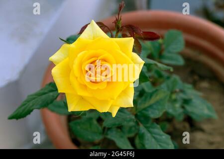 Belle roseraie de jardin jaune sur terrasse jardin Banque D'Images