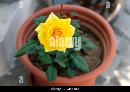 Belle roseraie de jardin jaune sur terrasse jardin Banque D'Images