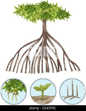 Mangrove avec éléments isolés sur fond blanc Illustration de Vecteur