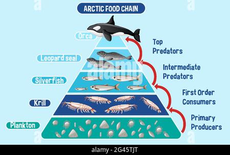 Schéma illustrant la chaîne alimentaire arctique pour l'éducation Illustration de Vecteur