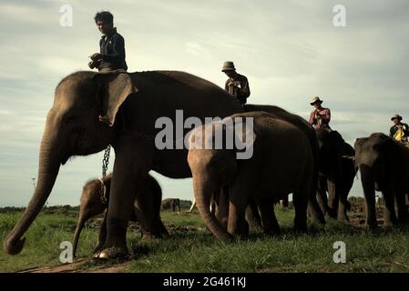 Mahouts à cheval sur des éléphants pour se baigner avant d'aller à la terre d'alimentation dans la voie du parc national de Kambas, Indonésie. Banque D'Images