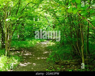 sentier entre les arbres verts dans le parc de la ville le jour d'été ensoleillé Banque D'Images