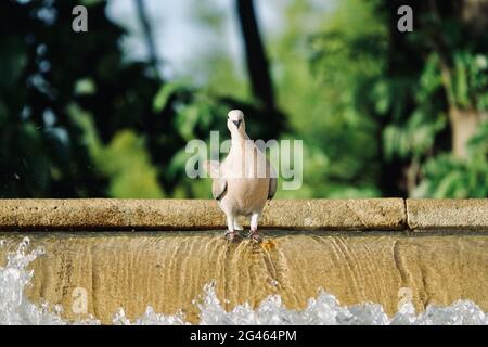 Joli pigeon en bois (Columba palumbus) prenant un bain dans une fontaine du parc Banque D'Images