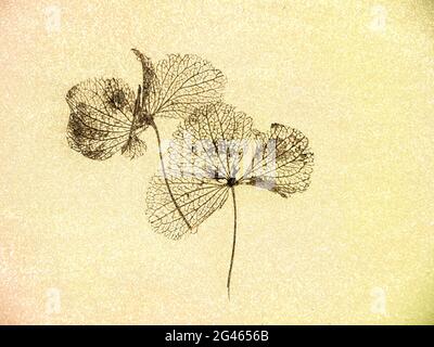 Fleurs d'hortensia naturellement séchées, gros plan, sur fond texturé. Banque D'Images