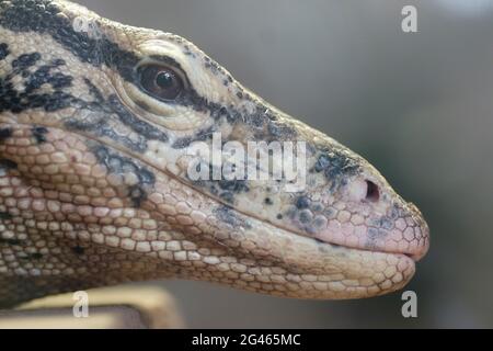 Varanus salvator (Moniteur) de l'eau d'Asie Banque D'Images