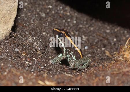 Phyllobates vittatus Banque D'Images