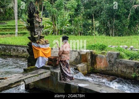 Lady in sarong effectuant ses offrandes quotidiennes dans la vallée de Pakerisan près du village de Tampaksiring. Bali, Gianyar Regency, Indonésie Banque D'Images