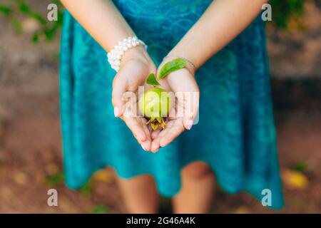 Grenade mûre dans les mains sur la nature. Banque D'Images