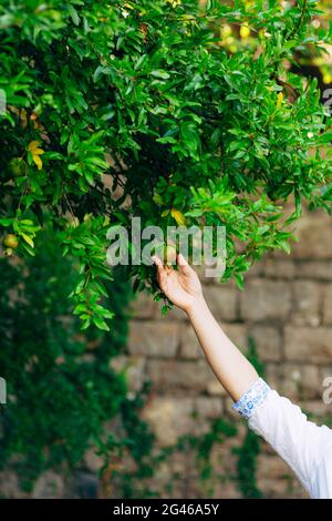 Grenade mûre dans les mains sur la nature. Banque D'Images