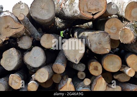 Des arbres ont été coupés et empilés - étant envoyés pour être fraisés ou coupés pour le bois de chauffage Banque D'Images