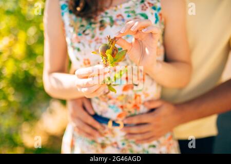 Grenade mûre dans les mains sur la nature. Banque D'Images