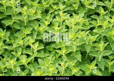 Origanum vulgare jardin sauvage de marjoram Herb Banque D'Images