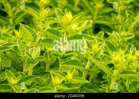 Origanum vulgare jardin sauvage de marjoram Herb Banque D'Images