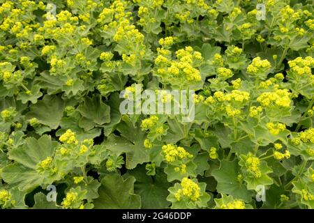 Alchemilla vulgaris Common Ladys Mantle June Garden plantes médicales Banque D'Images