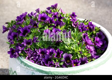 un pot de fleurs plein de raisins millions cloches fleurs Banque D'Images