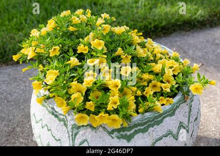 un pot de fleurs plein de millions de cloches jaunes de fleurs Banque D'Images